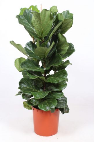 Spathiphyllum 'Sweet Sebastiano' H140cm D27cm