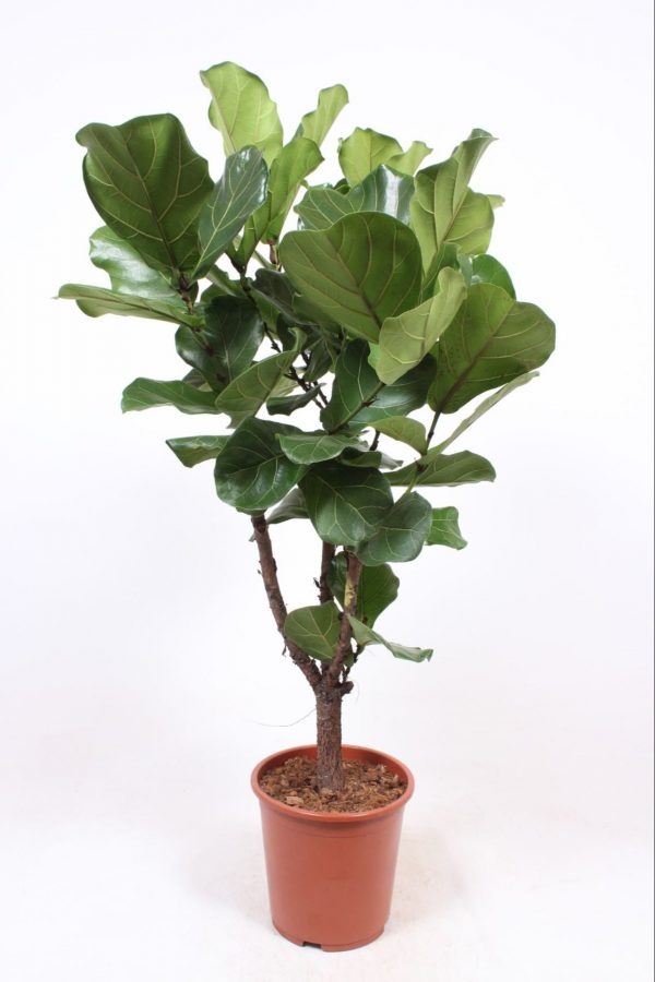 Ficus Lyrata op stam H130cm D27cm