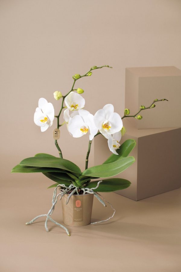 Phalaenopsis Wit H45cm D12cm