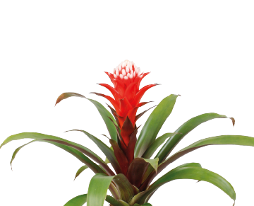 Guzmania Bromelia rood H45cm D12cm