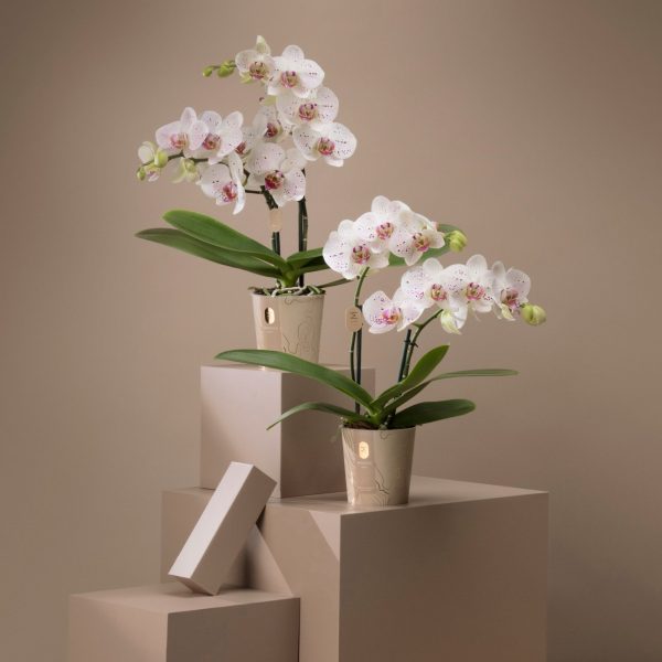 Phalaenopsis Paars H45cm D12cm