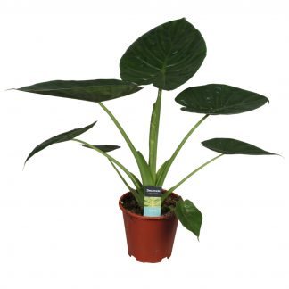 Alocasia Wentii Green H70cm D19cm