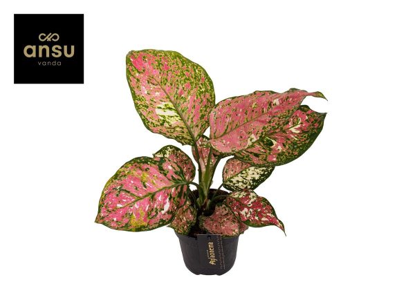 Aglaonema Jazzy Red H30cm D12cm